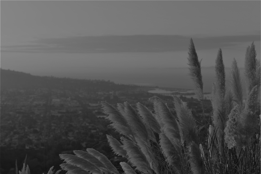 Plant Foreground with City Behind