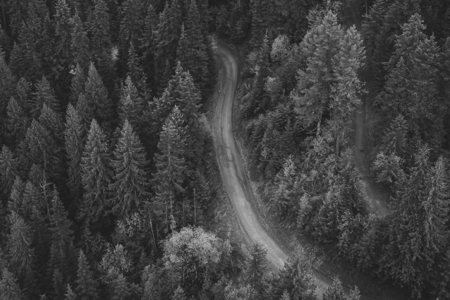 Road Winding Through Pines