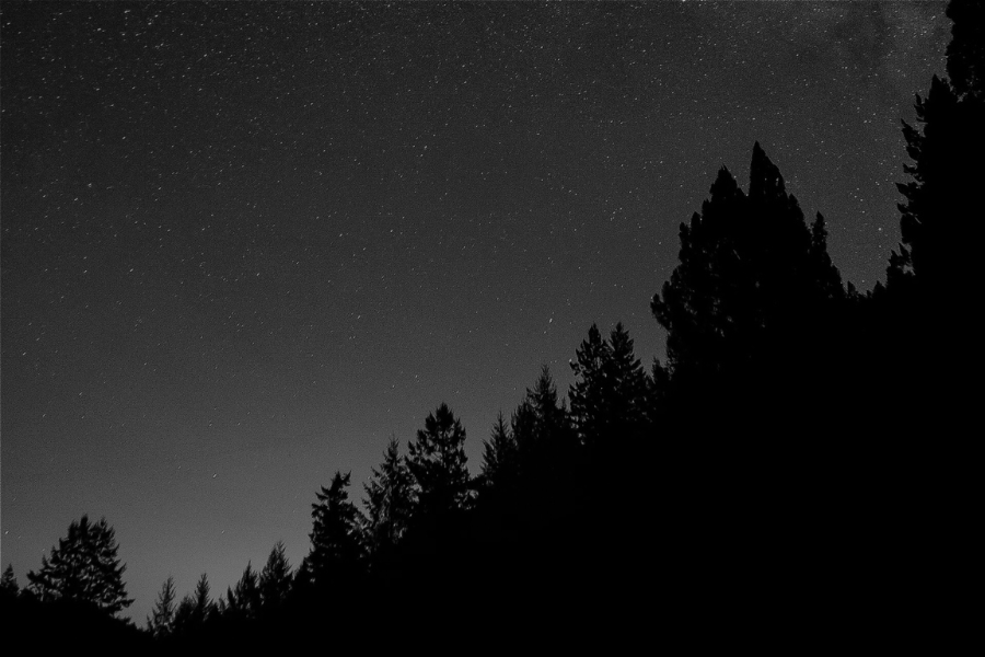 Trees Foreground Night Sky